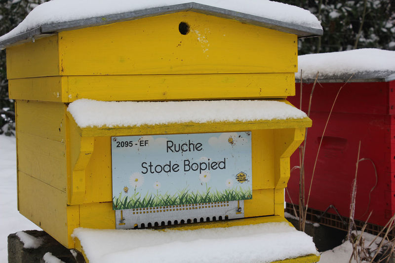 La ruche Stode Bopied